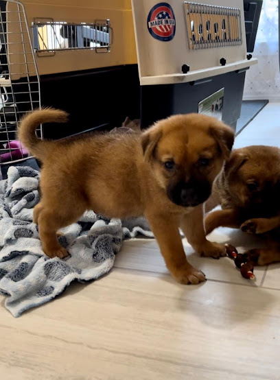 BARC Houston Foster & Surgery Pickup