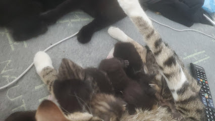 Admissions Houston Humane Society